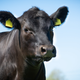 Illustration for article titled What's so Special About Angus Beef?